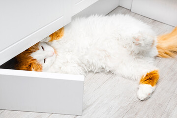 cute white cat climbed under the closet. the cat is ruining the furniture. playful house cat....