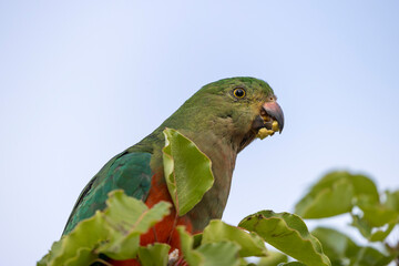 Photograph of an Australian King Parrot sitting and relaxing in a green leafy tree in the Blue Mountains in New South Wales, Australia.