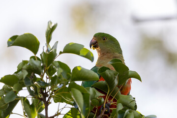 Photograph of an Australian King Parrot sitting and relaxing in a green leafy tree in the Blue Mountains in New South Wales, Australia.