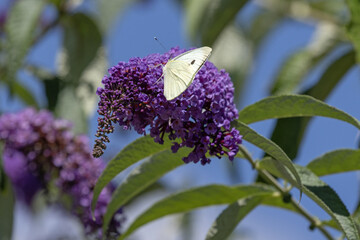 Papillon pieride des choux	sur une fleur de buddleia
