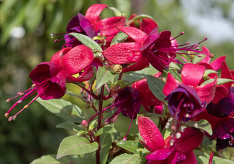Fuchsia rouge et violet