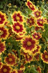 Coreopsis jaune et rouge