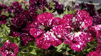 Surfinia rouge tacheté de blanc