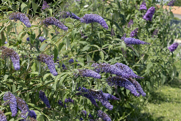 Buddleia bleu © hcast