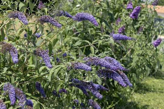 Buddleia bleu