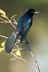 Boat tailed Grackle, Quiscalus major, Florida, winter.