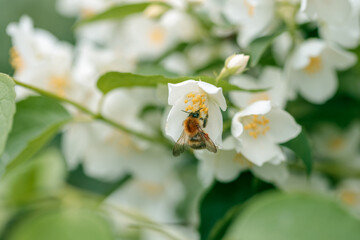 A bee is on a flower