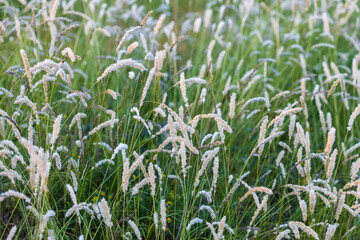 A field of tall, dry grass with a few yellow flowers in the middle