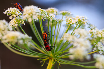 Three bugs are on a flower