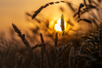 A field of tall grass with a sun in the sky