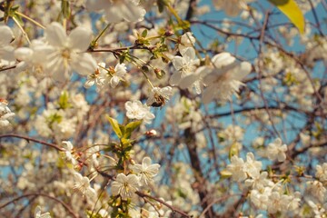 White cherry blossoms on thin branches, softly illuminated, with a blurred natural background. A serene and romantic spring scene