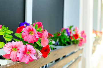 A row of potted flowers with pink and purple petals sit on a wooden railing