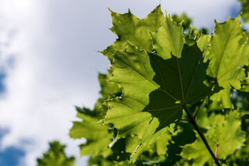 A leafy green tree branch with a leaf in the center