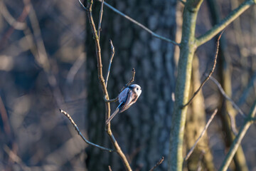 Tiny acrobat of the avian world, a Long-tailed Tit perches delicately on a winter branch, its fluffy plumage and curious gaze capturing the beauty of nature's small wonders.