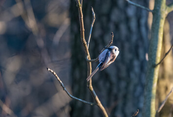 Tiny acrobat of the avian world, a Long-tailed Tit perches delicately on a winter branch, its fluffy plumage and curious gaze capturing the beauty of nature's small wonders.