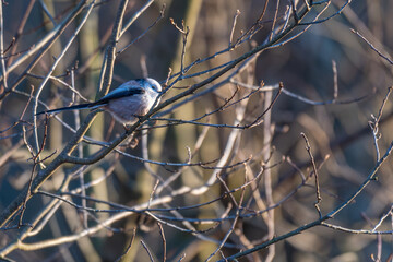 Tiny acrobat of the avian world, a Long-tailed Tit perches delicately on a winter branch, its fluffy plumage