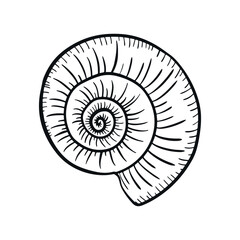 Obraz premium Hand-drawn Nautilus seashell engraving. Sea shell engraved in vintage style. Line art nautical collection. Black and white marine design.