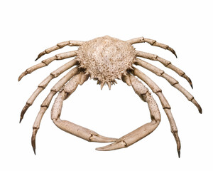 crustacean, animal, marine, saltwater, armor, legs, background,