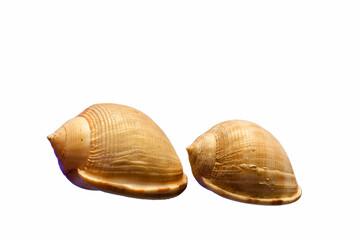 shell, snail, nature, wildlife, marine, wild nature, saltwater,