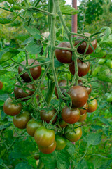 Red cherry tomatoes on the bush, organic food, ecological product
