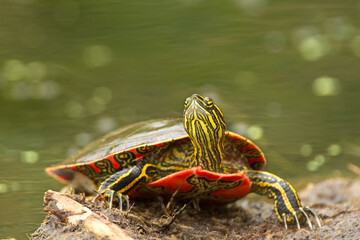 Painted Turtle, Chrysemys picta, wild, in Minnesota, USA.