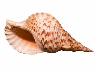 shell, snail, nature, wildlife, marine, wild nature, saltwater,