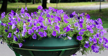Surfinia blooms in the flower garden