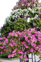 Surfinia blooms in the flower garden