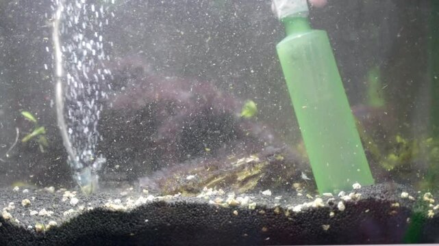 Aquarium cleaning with siphon pump, maintenance service of ecosystem and living organisms, fish tank algae covering stones and glass surface, water contamination with wastes of aquarium fauna