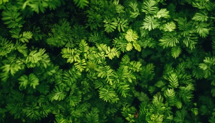 Fototapeta premium Venture capitalists increasingly fund green startups.