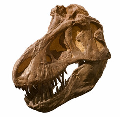 Naklejka premium skull, bones, prehistory, paleontology, background, cut off, whi