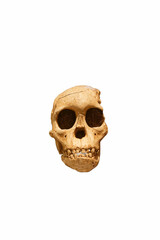 skull, human, primeval, ancient times, humanoid, background, whi