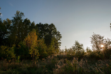 Trees against the sun, contours. Clear day.