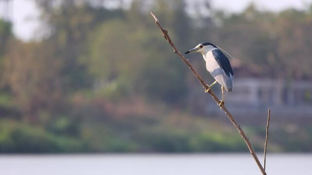 Black-crowned night heron, Nycticorax nycticorax, black-capped night heron, perching on tree branch in nature, adults pale grayish with black cap and back, red eyes, seeking prey, waterside habitat