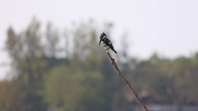 Pied Kingfisher, Ceryle rudis, perching on tree branch in nature, black and white kingfisher with short, bushy crest and glossy dark bill, often hovers over water when seeking prey, waterside habitat