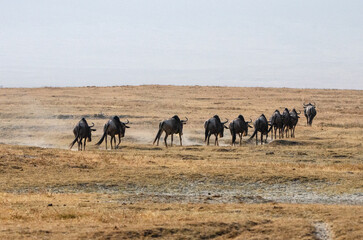 troupeau de gnous dans le parc Serengeti en Tanzanie