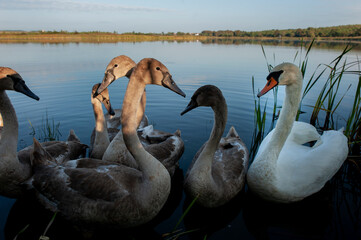 A family of white swans in the grass on the shore of a lake against a blue sky.
