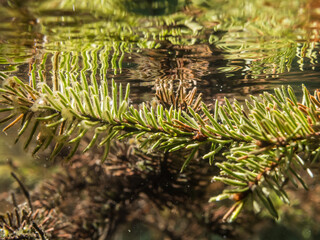 Needles of spruce tree under water surface