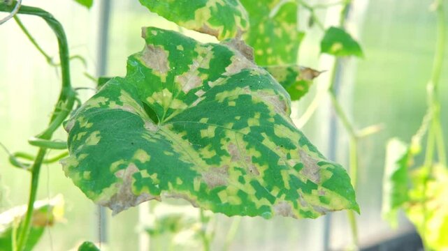 Diseased cucumber leaf affected by tobacco mosaic virus or other fungal infections. Peronosporaceae, Erysiphales, Sclerotinia sclerotiorum, Botrytis, Sclerotinia, Apiognomonia errabunda, Phytophthora