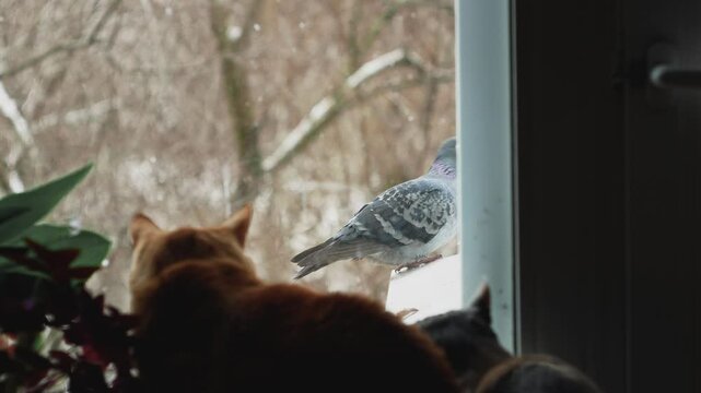 A cat and a cat are sitting on a windowsill and watching a dove that is sitting on the balcony ledge.