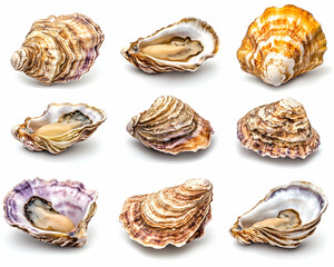 Various oyster shells, studio shot, white background, seafood