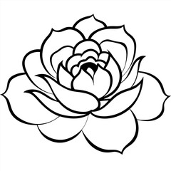 elegant-peony-blossom-divider-with-soft-curves