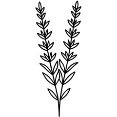 lavender-sprig-divider-with-botanical-details