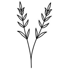 Fototapeta premium lavender-sprig-divider-with-botanical-details