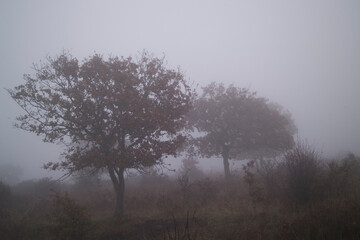 misty morning in the forest, Fog in Ortakis. Bolotana. Sardinia. Italy (Nuoro)