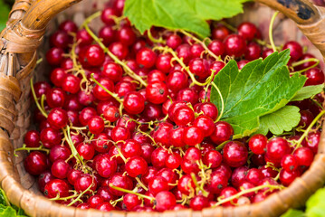 Close up for red current berries in old wicker basket; top view
