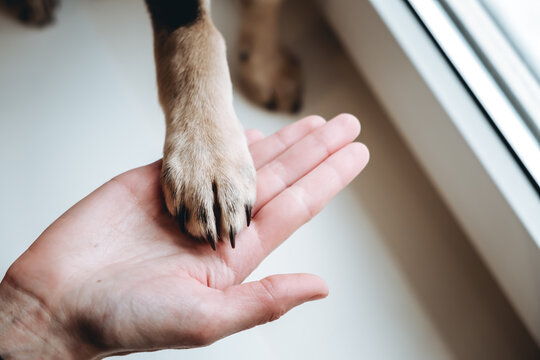A dogs paw in a persons palm. Human and animal connection. The concept of trust, friendship and helping hand. Give me paw. Stray animals in shelter wait owner. Volunteer donation. Volunteering work.