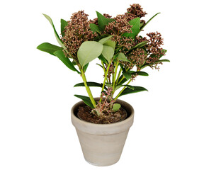 3d rendering skimmia japonica