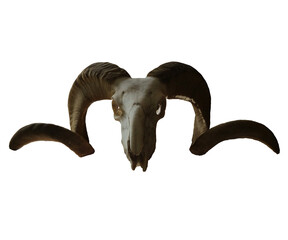 3d rendering sheep skull