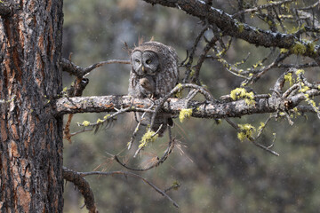 Great Gray owl preening